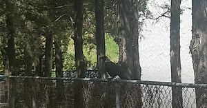 VIDEO: Kamloops crow says 'hello'