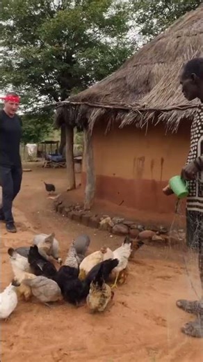 How to Catch a Guinea Fowl the Old Fashioned Way