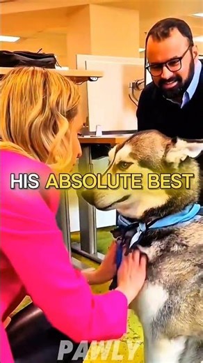 Therapy Dog Visits the Office & Gets Paid in Belly Rubs 🐾 #shorts #therapydog #fyp #trending