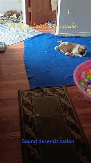 Socialization activities have commenced. Although socialization can take place at any age, the most vital window for puppy socialization development occurs at 3-16 weeks of age. The primary goal of puppy socialization is to reduce fearful or anxious responses to different stimuli. Kelly's Saint Bernards #sensoryplay #saintbernard #saintbernardpuppy | Kelly's Saint Bernards