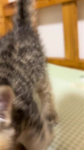 So cute #cutecat #pet #kucing #kitty #funny | kitten