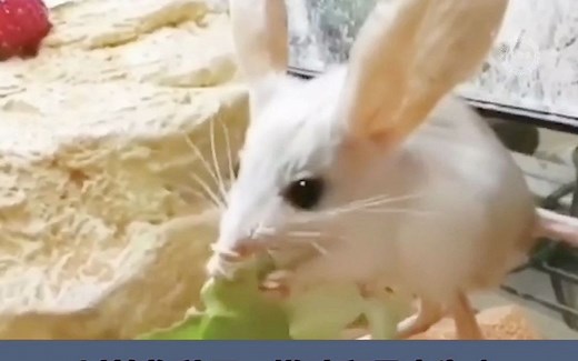 沙漠中的米老鼠：长耳跳鼠