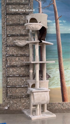 Our new cat’s tree house 🏡 #cat #catshouse #bengal