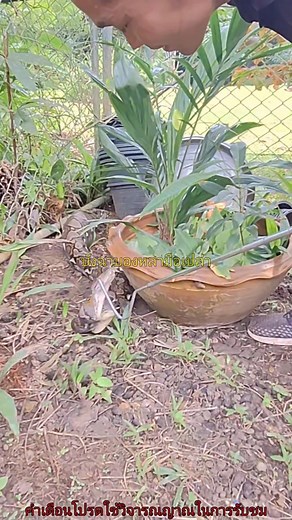 4.4M views · 29K reactions | #python #snake #super #nature #fyp | บังฉา บองหลามือเปล่า | Facebook