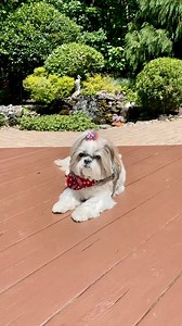 10K views · 1.4K reactions | Labor Day is the paw-fect  excuse for a doggy day off - enjoy, USA  furiends! ❤️懶     #shihtzu #dog #puppy #doglover #fblifestyle #dogvideos #laborday @topfans | Lacey Shih Tzu | Facebook