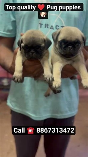 Cute Pug Puppies for Sale | Home Raised | Ready for New Home 🐶💖 #pug #luckypug #puppypic #puppylife