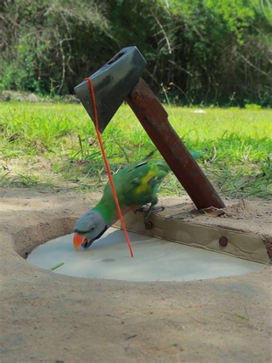 Innovative Creative Parrot Trapping Techniques