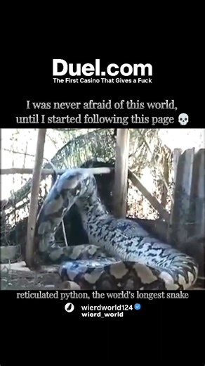 wierd_world on Instagram: "Reticulated Python (Malayopython reticulatus) is truly a magnificent species, holding the title as the world's longest snake. ​Length: Averages between 3 to 6 meters (10 to 20 feet), but the longest reliably measured individuals have reached up to 6.95 meters (22 feet 10 inches). Unconfirmed and historical reports claim lengths of up to 10 meters (32.8 feet). ​Weight: Can weigh up to 75 kg (around 165 lbs) in the wild, though captive specimens can be heavier. It is the