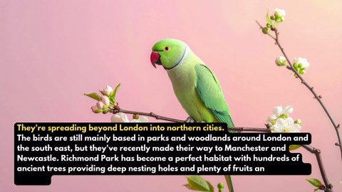 30,000 parakeets are taking over the UK, sparking concern