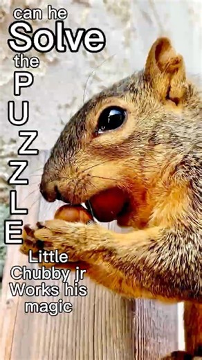 Can he solve the puzzle? Little Chubby Jr is a very smart Squirrel #animals #friends #science #facts