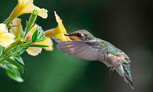 16 Long-Blooming Plants to Attract Hummingbirds and Butterflies
