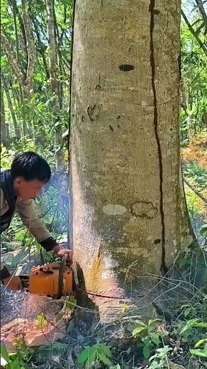 cutting down trees using the dodos technique#lumberjacksumatra