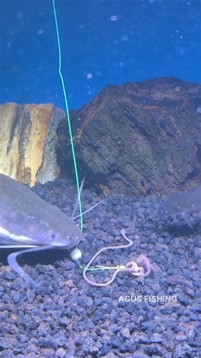 How Catfish Eat Fishing Bait #fishing #fishingknot #fishingknottutorial #fishingBait #fishingtips #tutorial #fishingvideos #mancing #reel #reels #fyp #reelsfypシ゚ #viral #trending #fypシ゚ #reelsviral #reelfyp #foryou | Agus Subarna