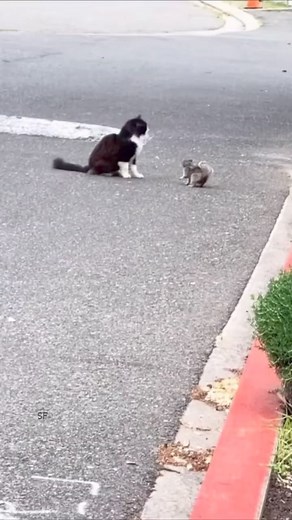 450K views · 6.3K reactions | Funny Squirrel❤️ Everything about...