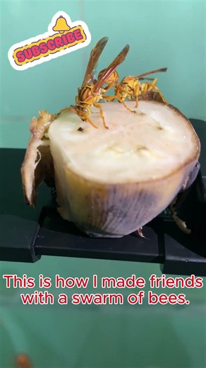 Do you know what yellow wasps eat?