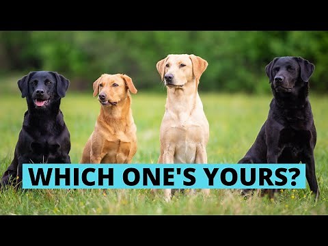 How to Identify a Labrador Retriever