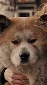 Hachi: A Dog’s Tale (2009) is based on a true story. The movie tells the life story of Hachikō, an Akita dog in Japan. Hachikō faithfully waited for his owner at the Shibuya Station every day, even after his owner passed away. The film, starring Richard Gere, depicts the bond between Hachikō and his owner and the dog’s remarkable loyalty. The true story of Hachikō became a symbol of loyalty and devotion, and a bronze statue of the dog was built at Shibuya Station in Tokyo to honor his memory. 🤎