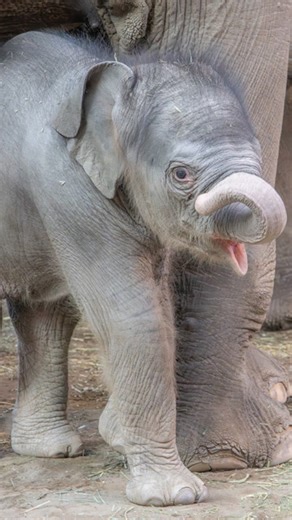 2-week-old baby elephant officially named at Oregon Zoo