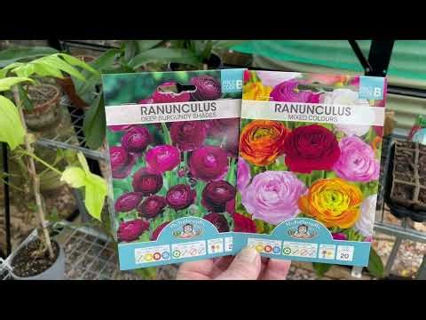How to Sow Ranunculus and Anenome Bulbs From Storage to Planting to Stunning Blooms