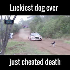 1.1M views · 25K reactions | The luckiest dog in the world  via ViralHog | UNILAD | Facebook