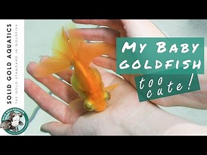 Goldfish Update // My Keeper Babies + Sad News About Sophie