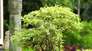 Styrax Japonica Variegata Leaves Natural Background