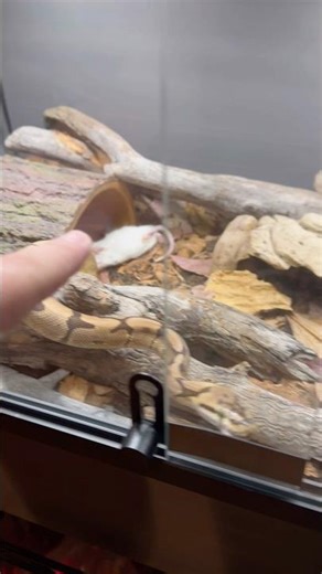 Spider Ball Pythons #trinityexotics #Spiderballpython