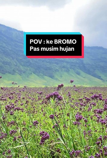 View hamparan bunga ungun kalau ke BROMO saat musim hujan #bunga #bungaungu #hamparan #hamparanbunga #savana #padangsavana #view #views #bromo #savanabromo #bromotenggersemeru