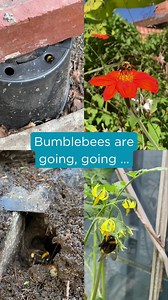 Bee the Change you want to see in 2026. Become a Benefactor or Family member and receive a FREE bumblebee soft toy worth £18 🐝✨ With your support, we can: 🌻 Create and restore wildflower habitats 🤝 Provide advice to landowners, farmers, and communities on how to make their land more bumblebee-friendly 📊 Research bumblebee decline and prevention through our bumblebee-monitoring scheme, BeeWalk 🪧 Influence decision makers to prioritise pollinators, not pesticides 🐝 Lead the fight to secure a