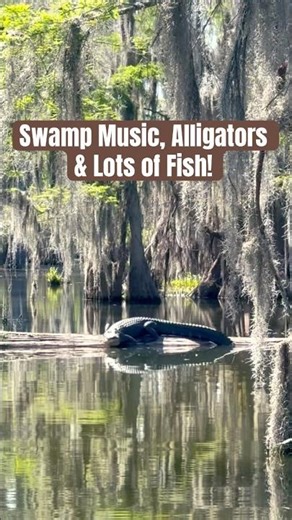 Louisiana Swamp!! #shellcracker #bluegillfishing #alligators