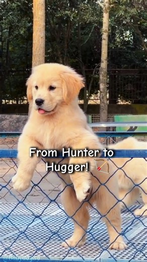 Golden Retriever : The Secret Origin of Goldens 🏴󠁧󠁢󠁳󠁣󠁴󠁿 #shorts #dogfacts #goldenretriever