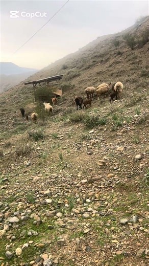 Massive Sheep Herd: Moving to the Mountain Pasture #humor #animals #animals