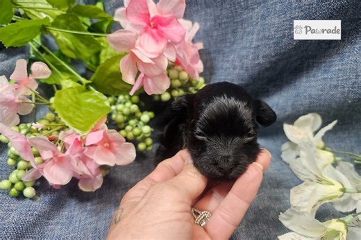 Layla - Havapoo Puppy 763B37