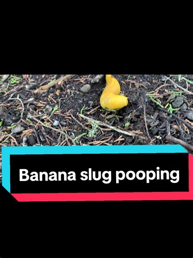 How does an [animal] poop? Watch till the end 😳 #animals #nature #wildlife #fyp #viral