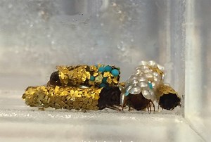 hubert duprat experiments with caddisfly larvae to form jeweled cocoons