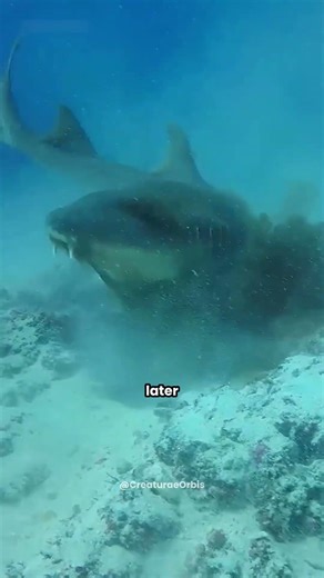 When a Shark Eats an Octopus