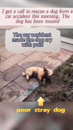The dog that was rescued from a car accident this morning , it was crying in pain and no one could help#help #foryou #rescuepet #straydog #poordog #helpdogs