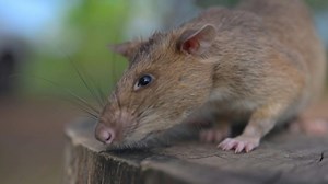 24K views · 730 reactions | A landmine-hunting rat in Cambodia has set a new world record by sniffing out more than 100 mines and pieces of unexploded ordnance. Ronin, a giant African pouched rat, has tracked down 109 landmines and 15 other potentially deadly war remnants since his deployment to northern Preah Vihear province in August 2021, the Belgian charity APOPO says. | AFP News Agency | Facebook