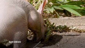 Aardvark Calf Is First Ever Born At The San Diego Zoo Safari Park