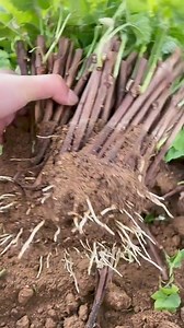 265K views · 2.3K reactions | Grape vines cutting propagation #foryou #fyp #propagate #propagateplants #plantoftiktok # | Grafting Planting | Facebook
