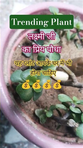 Tranding Plant, jade plant, Lucky plant #gardenplants #greenlove #indoorplants