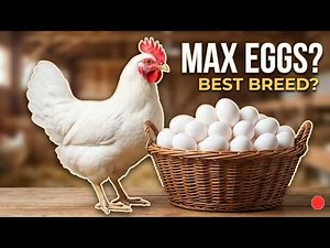 Leghorn Review: Best Egg Layer or Too High-Strung?