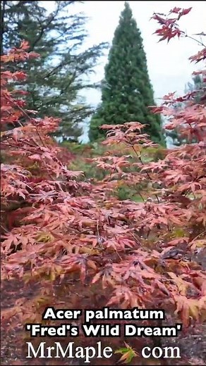 Acer palmatum 'Fred's Wild Dream' Variegated Japanese Maple