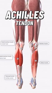 15K views · 1.6K reactions | The Achilles tendon, or calcaneal...