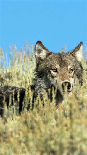 Women for Wolves | Volume on for our favorite sound on the planet!📢 Credit to @allieroams for this incredible footage of the Wapiti Lake Pack of Hayden... | Instagram