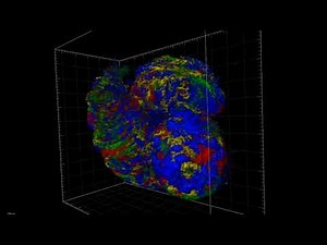 developing mouse heart cells