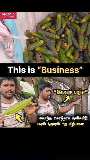 835K views · 9.2K reactions | இது தான் பிரியாணி காய்யா #silkcotton #இலவம்பஞ்சு #பஞ்சு #cotton #cottontree #kapoktree #ilavampanju #ilavam #tree #organicfarming #farming #organic #வளர்ப்பு #erode #farm #organicfactory | Organic Factory | Facebook