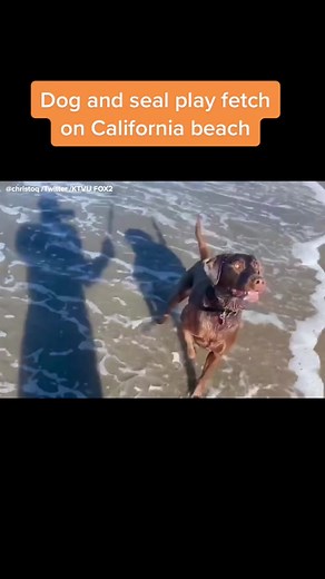 Dog and Seal Playing Fetch at California Beach