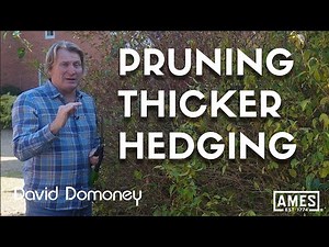 Pruning thicker stems? Here's what you need