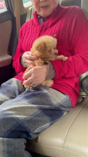 お迎えの様子やで#トイプードル#子犬#癒し#アプリコットトイプードル